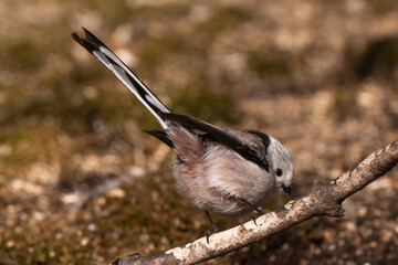 Orite à longue queue © JAG IMAGES