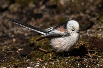 Orite à longue queue © JAG IMAGES