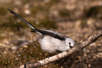 Orite à longue queue © JAG IMAGES