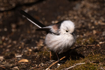 Orite à longue queue © JAG IMAGES