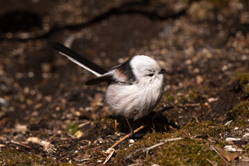 Orite à longue queue © JAG IMAGES