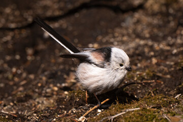 Orite à longue queue © JAG IMAGES
