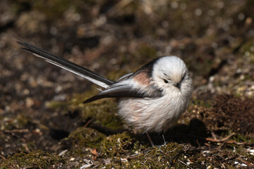 Orite à longue queue © JAG IMAGES