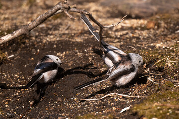 Orite à longue queue © JAG IMAGES