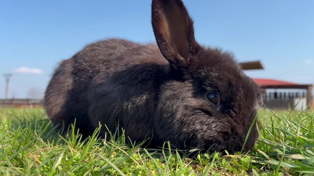 Small black rabbit foraging in a green rural pasture