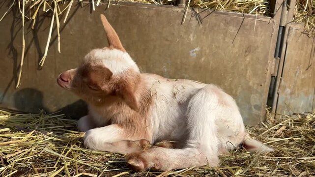 Cute baby goat scratching its head on the straw in a barn