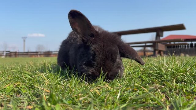 Black bunny grazing on green grass at the farm