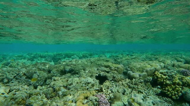 Disguising themselves, barely visible group of Red Sea Houndfish, Tylosurus choram hiding under emerald green waves on water surface, swimming over flat-top on shallow coral reef, slow motion