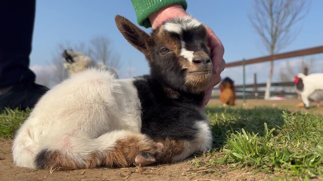 Human hand gently stroking a cute spotted kid goat
