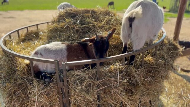 Close up of a goat lying in a metal hay rack outdoors