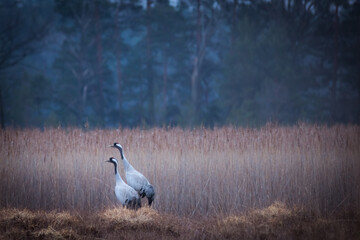A pair of cranes in the forest.