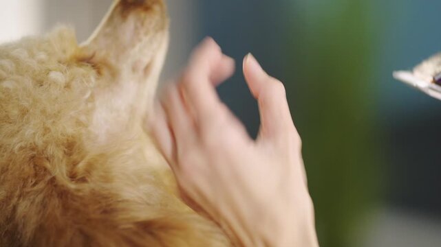 A golden poodle gets its fur trimmed by a groomer. The groomer uses clippers to shape the dog's coat. The salon has bright lights and tools for pet care.