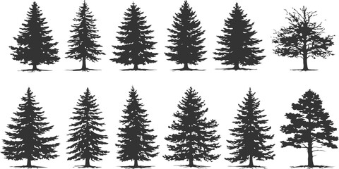 A collection of various coniferous pine tree silhouettes isolated on a plain white background © MD