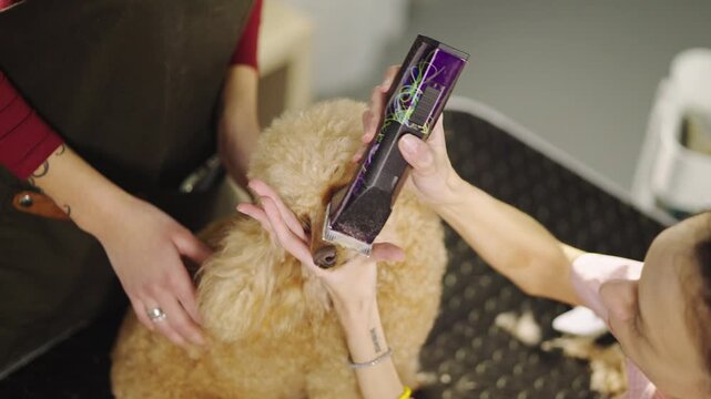 In a pet salon, a groomer trims the fur of a dog while a helper holds it. The dog sits calmly on the grooming table during the session. Tools are used to clean the dog's face.