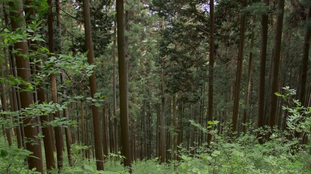 山中にそびえ立つ杉の森林