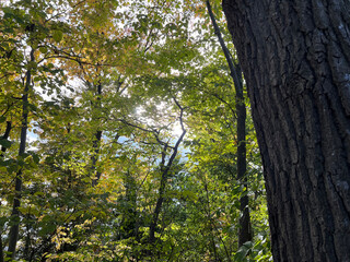 Fototapeta premium Sunlight through trees in forest, green leaves and natural light rays, peaceful woodland background, fresh nature scene, high resolution, copy space for wellness, environment and design use