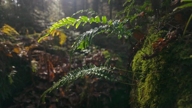 Majestic green ferns with water droplets after rain on a mossy boulder in a sunlit atmospheric forest, slow motion, graded