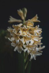 Fototapeta premium Symmetric macro of blooming yellow hyacinth, elegant floral cluster on black background, professional botanical art photography