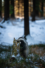 European badger (Meles meles) foraging by a wooden stump in a snowy winter forest © Rudolf