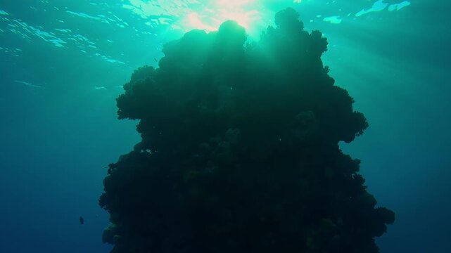 Camera moves forward approaching the top of a finger reef in bright sunlight, backlit, bottom view. A freestanding pinnacle coral in bright sunlight, silhouettes of fish swimming around it.