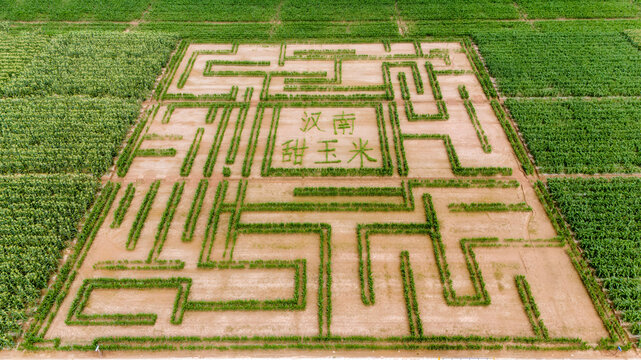 Corn Maze Aerial View with Chinese Characters in Farmland