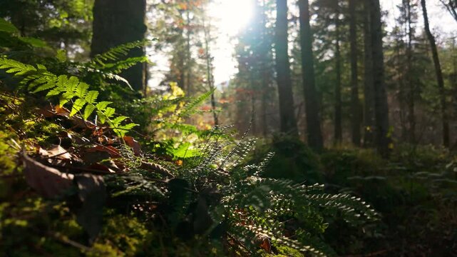 Majestic green ferns on moss-covered boulder in sunlit ancient woods, low angle slow motion pan right, blurred background for copy space, graded