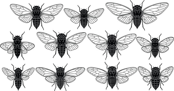 Cicada Insect Silhouette and Line Art Collection with Detailed Wings for Entomology, Nature Illustration, Tattoo Design, Wildlife Graphics, and Decorative Projects