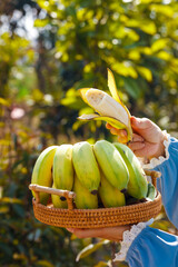 Fresh Plantain Bananas in Wicker Basket Gaozhou Guangxi China Tropical Fruit Harvest Still Life © LyPhuoc