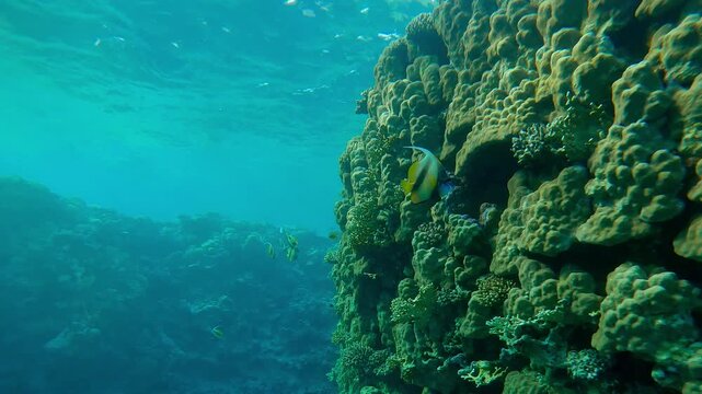 A group of Red Sea Bannerfish, Heniochus intermedius swimming along a steep coral reef wall on a sunny day, slow motion.