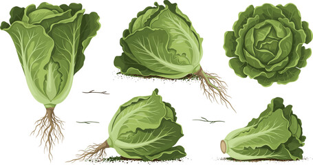 Naklejka premium Fresh green cabbage collection with whole heads, cut sections and roots in realistic organic vegetable style vector illustration set
