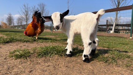 Obraz premium Cute baby goat and rooster on a sunny farm