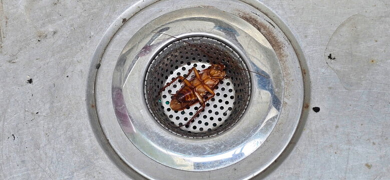 A dead cockroach was found near the sink drain. Cockroach lying. Oriental cockroach The dark brown or black ones tend to live in dirty places and can spread serious infectious diseases to humans.
