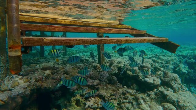 Close up of a school of Indo-Pacific Sergeant, Abudefduf vaigiensis swims under the steps of the gangway of an old dilapidated pier that sits atop a reef crest.