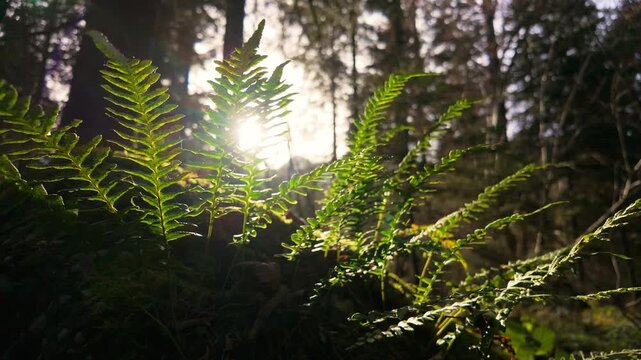 Beautiful backlit green ferns spreading like a fan on a mossy boulder in a sunlit forest, low angle static shot, shallow depth of field, graded