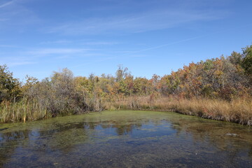 Fototapeta premium prairie marsh in bright autumn sunshine under clear blue skies (wide-angle, panorama, seasonal, boreal-forest)