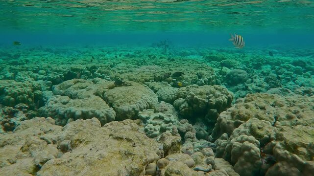 Camera moves forward above flat-top on shallow inner coral reef that has been gnawed by Parrotfish, slow motion