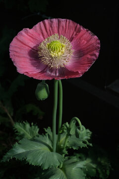 Macro shot of a fully opened pink poppy flower with detailed petals on a dark background