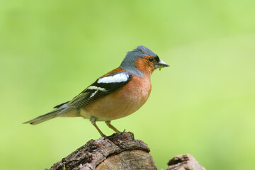 Fototapeta premium Adult male (Fringilla coelebs) in breeding plumage perched on a branch, showing blue-grey cap and reddish breast.