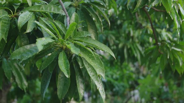 雨が降り止んだ後の南国の木と葉