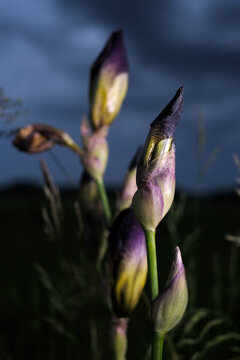 Macro view of purple and yellow iris buds under a dark stormy evening sky