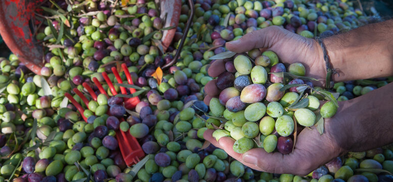 Olive harvesting:  farmer holding a heap of just picked olives