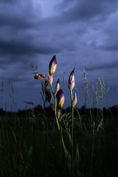 Moody blue twilight landscape of wild iris buds in a field under a dramatic stormy sky