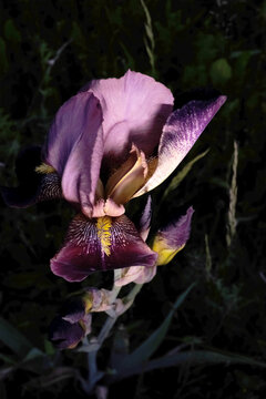 Fine art macro of a purple and yellow iris flower blooming against a dark, moody background