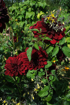 Deep burgundy Dahlia (jurginai) flowers blooming in a sunny Lithuanian garden.
