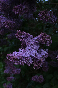 Vibrant purple lilac (alyva) blossoms in full bloom during a sunny spring day in Lithuania