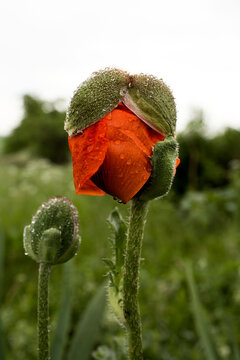 Close-up of a vibrant red poppy bud starting to open with a small secondary bud 
