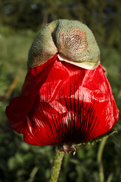 Close-up of a vibrant red poppy flower opening 