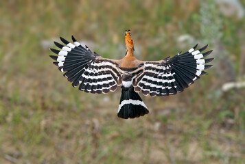 Top view of a Eurasian hoopoe (Upupa epops) in flight, displaying its distinctive black and white striped wings. © VOLODYMYR KUCHERENKO