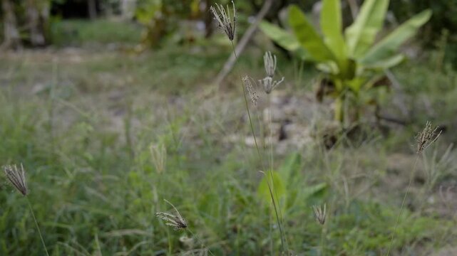 Eleusine Indica Plant Growing Backyard Grass Field, A cinematic video of Eleusine Indica growing freely in a backyard grass, capturing wild botanical, perfect for nature documentary and film.