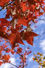 Fototapeta premium Vibrant Crimson Maple Leaves Against Blue Sky